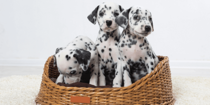 How to Take Care of Dalmatian Puppies