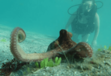 Scuba Diving in West Palm Beach Florida