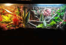 Why Springtails Are a Must-Have Addition to Every Bioactive Setup
