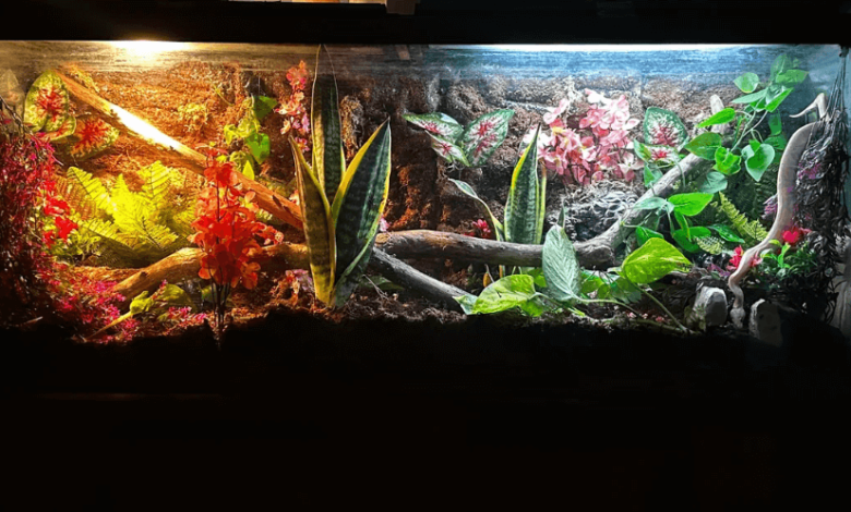 Why Springtails Are a Must-Have Addition to Every Bioactive Setup