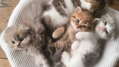 Why Kissan Lelut Are Essential for Indoor Cat Wellness