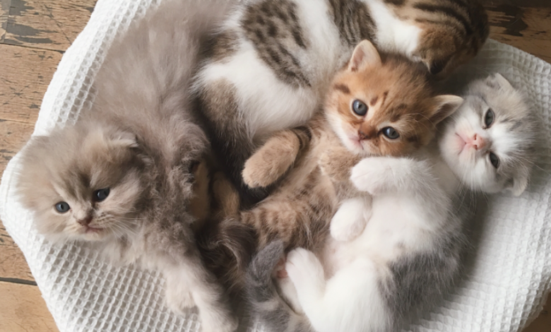 Why Kissan Lelut Are Essential for Indoor Cat Wellness
