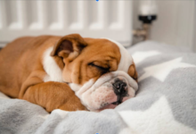 How a Calming Dog Bed Helps Reduce Stress and Anxiety in Pets