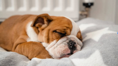 How a Calming Dog Bed Helps Reduce Stress and Anxiety in Pets