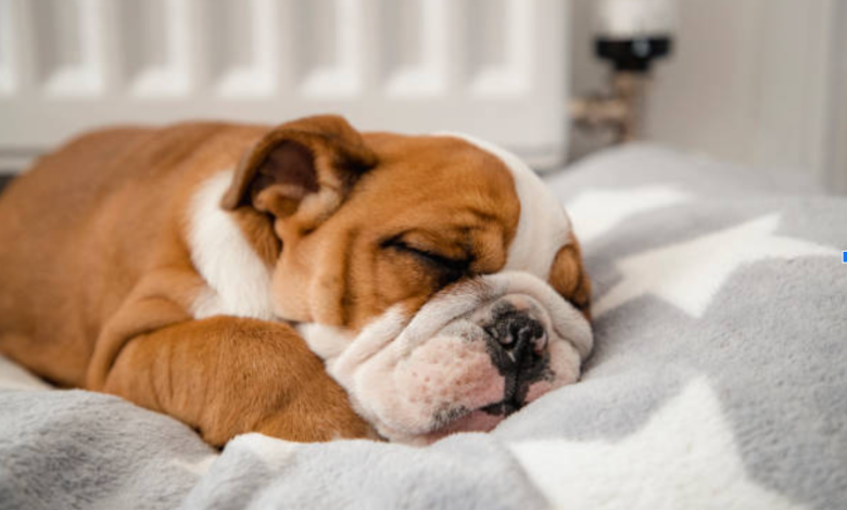 How a Calming Dog Bed Helps Reduce Stress and Anxiety in Pets