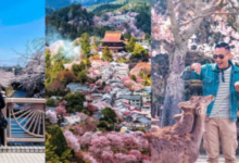 Cruising Through Japan’s Seasons from Cherry Blossoms to Autumn Leaves