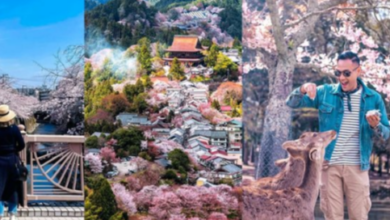 Cruising Through Japan’s Seasons from Cherry Blossoms to Autumn Leaves