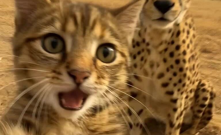 Hailuo AI: The Ultimate Image Generator